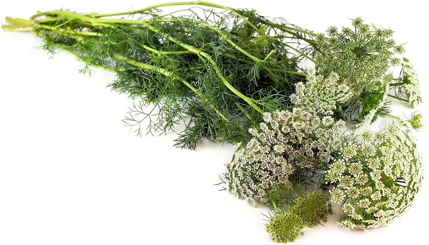 Wild Carrot